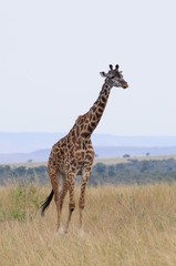 The giraffe (Giraffa camelopardalis) at Masai Mara, Kenya