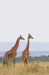 The giraffe (Giraffa camelopardalis) at Masai Mara, Kenya