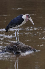 African marabou seat on carrion in Mara river water, Masai Mara