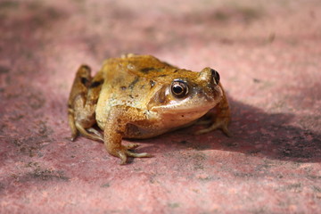 A Lovely Wide Eyed Garden Frog.