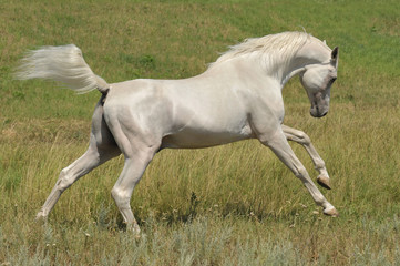 Obraz na płótnie Canvas ogier arabski koń biały szaleje na łące