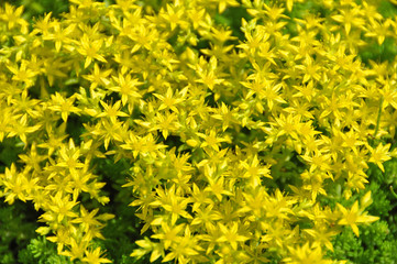 Goldmoss Stonecrop (Sedem Acre)