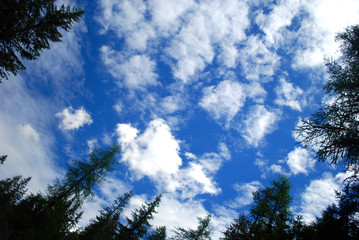 Obraz premium Bosco e nuvole