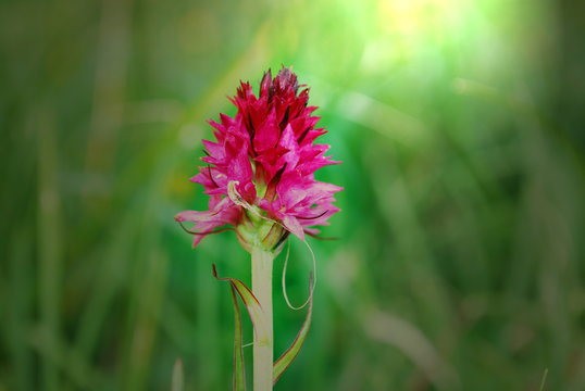 Nigritella