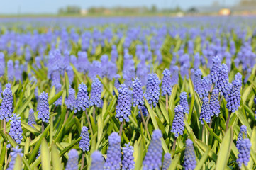 Blue grape hyacinths