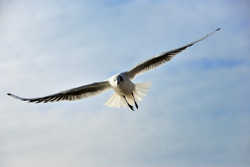 Möwe