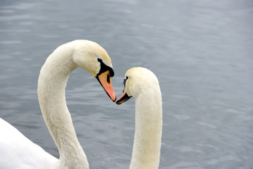 Obraz premium Schwanenherz