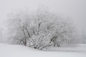 Snow-capped Tree After Blizzard