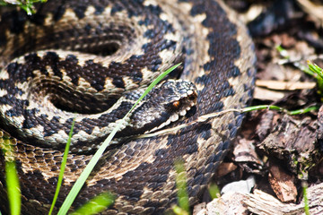 Fototapeta premium Kreuzotter