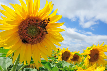 Schmetterling auf Sonnenblume V