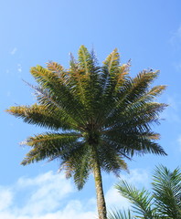 Naklejka premium Dendezeiros (pé de dendê) - Bahia