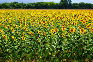Champ de tournesol dans l'Aube en Champagne