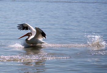 Fishing for Breakfast