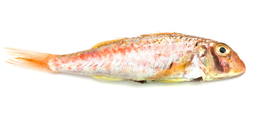 red mullet isolated