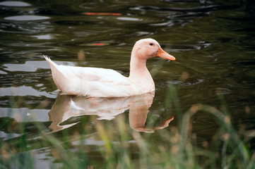 Domestic Duck