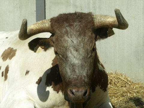 cabestro