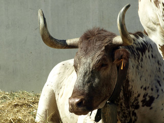 cabestro