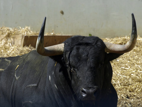 toro