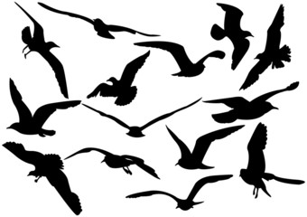 Naklejka premium Flying sea-gulls vector illustration