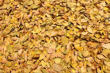 fall leaves background