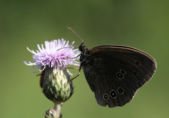 Obraz premium butterfly