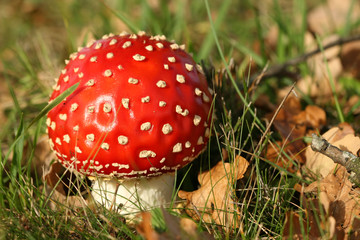 Autumn scene: toadstool in the grass with brown leafs