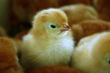 Chickens