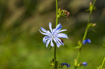 beautiful blue flower