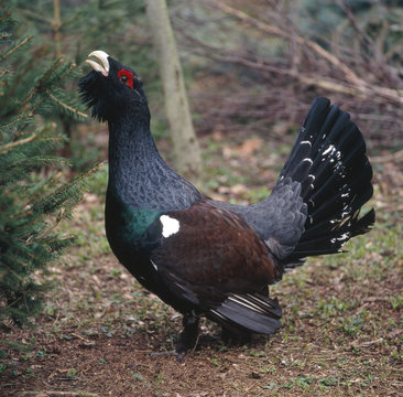 Auerhahn_112138