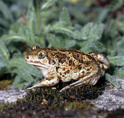 Fototapeta premium Knoblauchkröte_111800