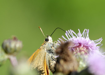 Obraz premium butterfly