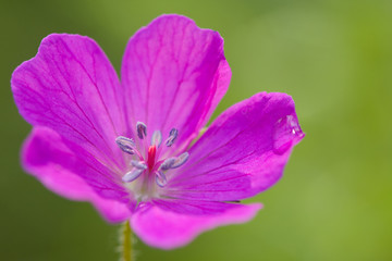 beautiful geranium