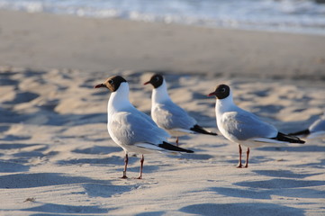 Drei Lachmöwen am Strand
