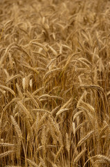 Wheat field