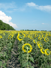 Fototapeta premium Field with sunflowers.