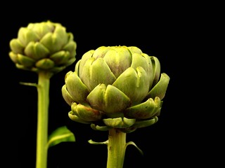 Obraz premium Artischocken