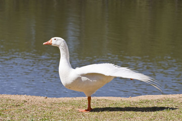 White Goose on Shore Flapping Wings