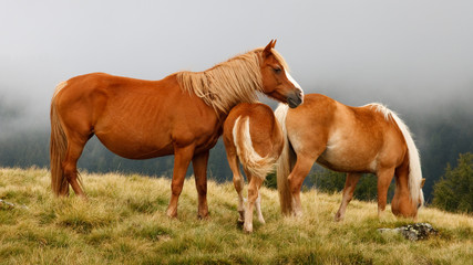 Naklejka na ściany i meble Grazing Horses in a Meadow