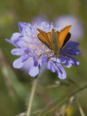Fototapeta premium skipper butterfly on scabious flower