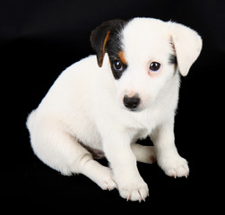 jack russell terrier