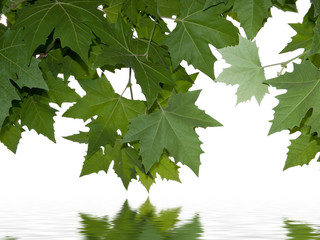 Maple leaves above water .
