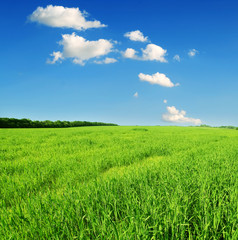 Obraz premium green grass and blue sky