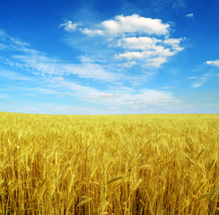 Fototapeta premium field of wheat and blue sky