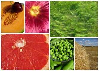 textures v&eacute;g&eacute;tales