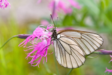 The butterfly on a flower