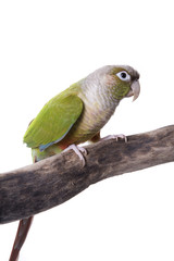 Conure, Green Cheecked, Pineapple, isolated on white