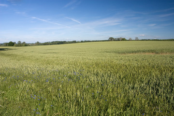 Obraz premium kornfeld
