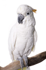 Cockatoo, half Citron half Umbrella, isolated on white