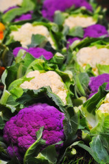 Blumenkohl violett und weiß