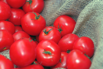 erntefrische Tomaten im Sack